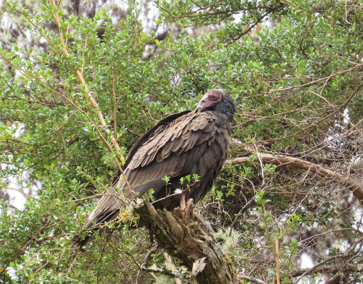 Turkey Vulture - Jim Zook