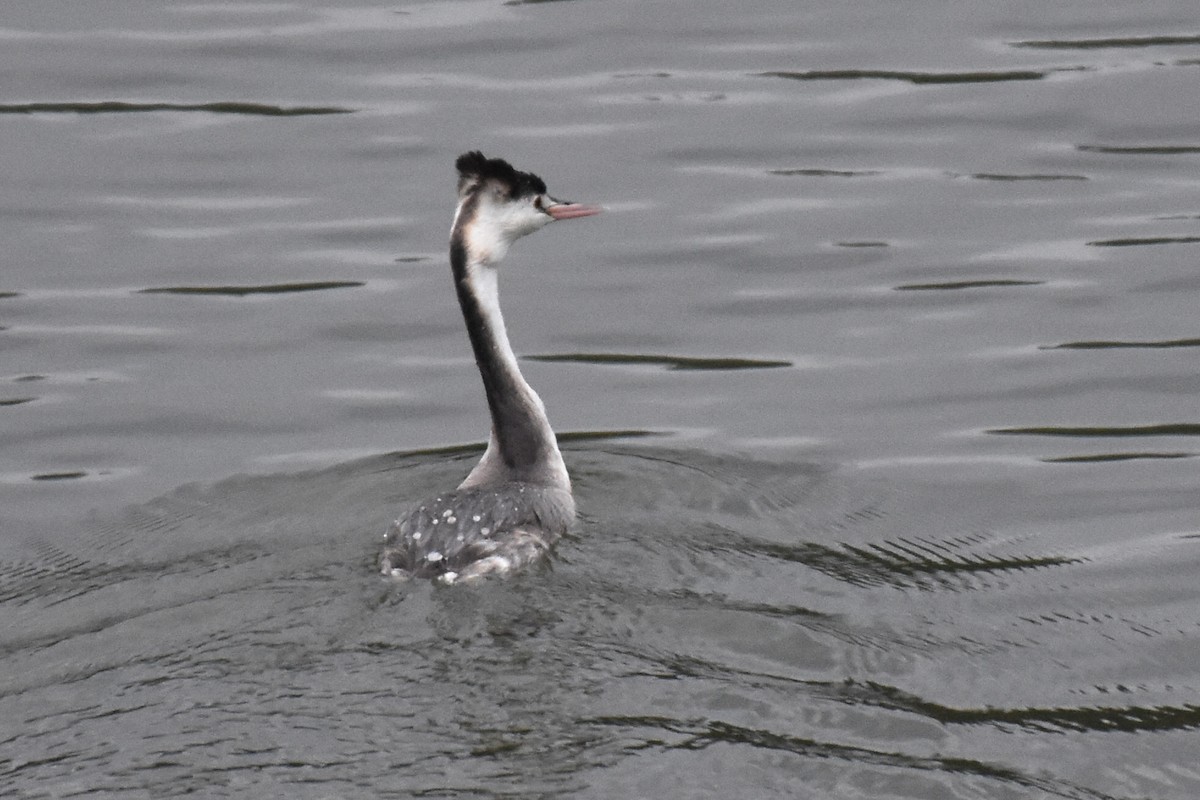 Great Crested Grebe - ML503616971