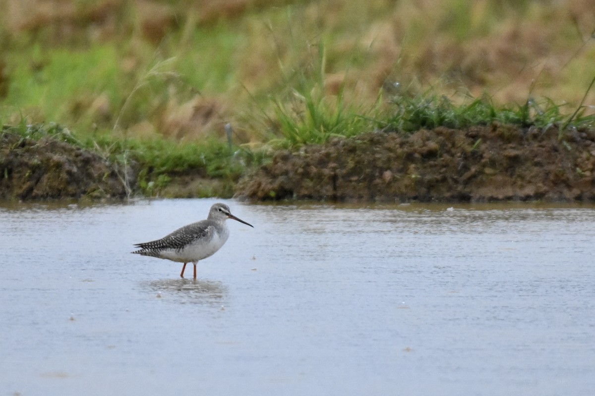 Spotted Redshank - ML503618711
