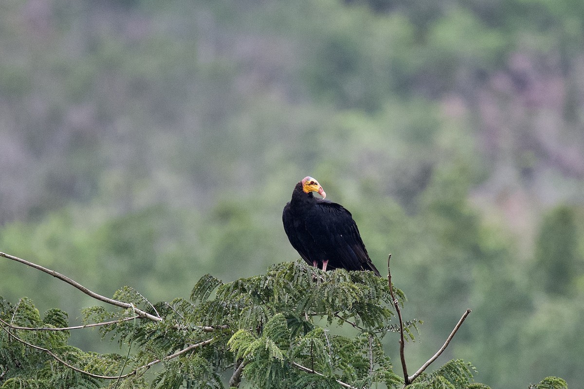 Greater Yellow-headed Vulture - ML503624531