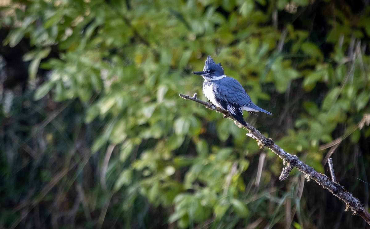 Belted Kingfisher - ML503626761