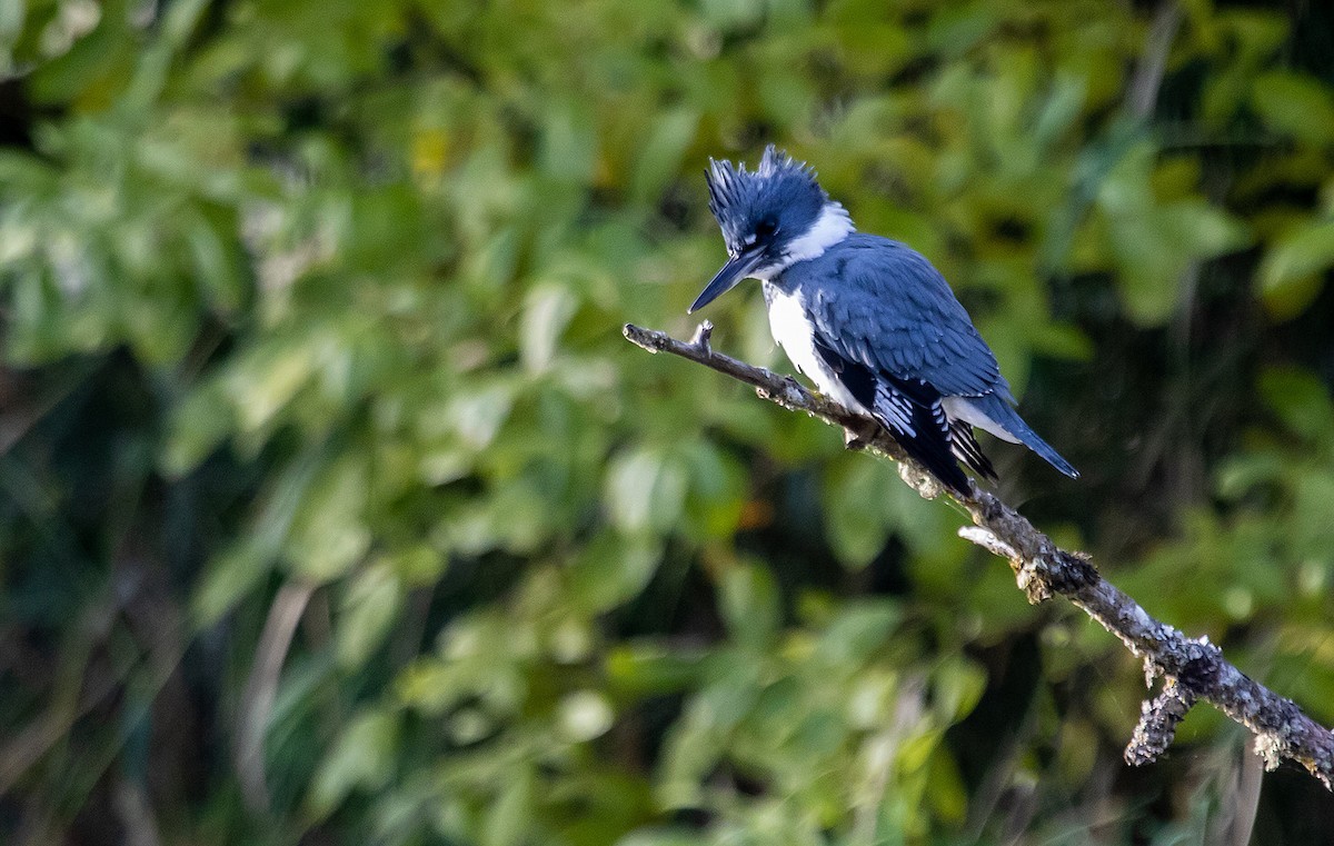 Belted Kingfisher - ML503626771