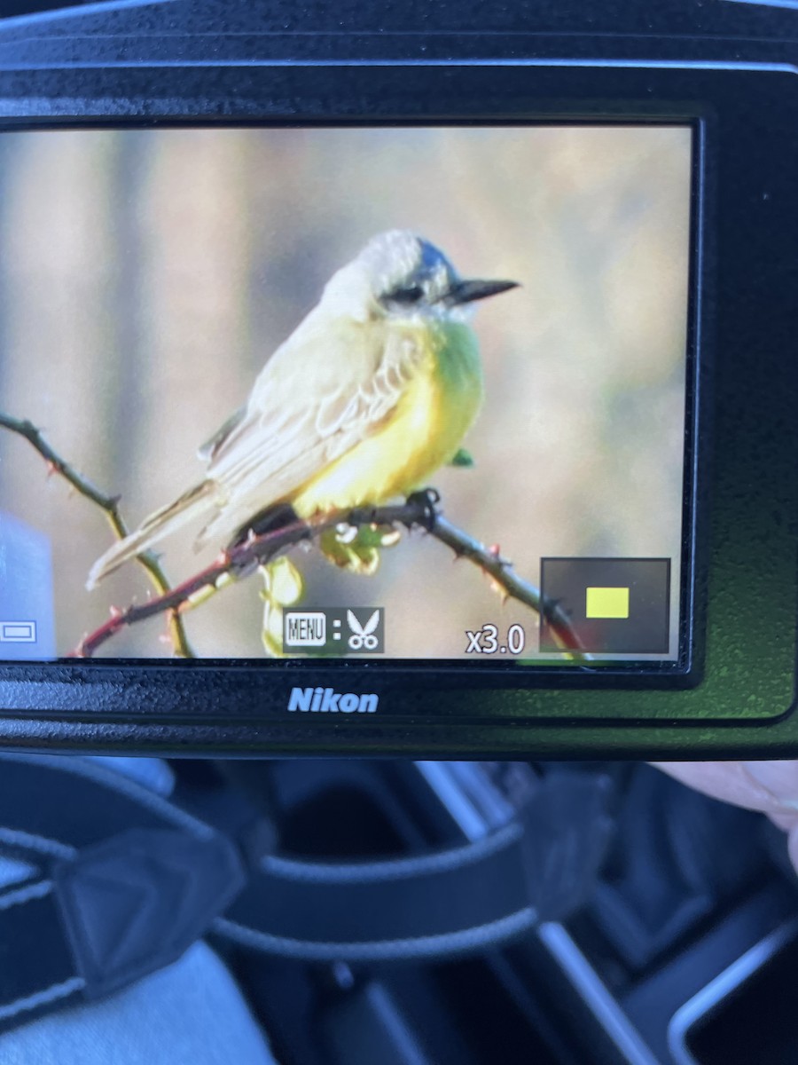 eBird Checklist 14 Nov 2022 Great Bay Farm, Greenland 11 species