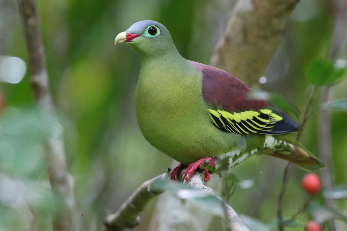 Thick-billed Green-Pigeon - ML503632261