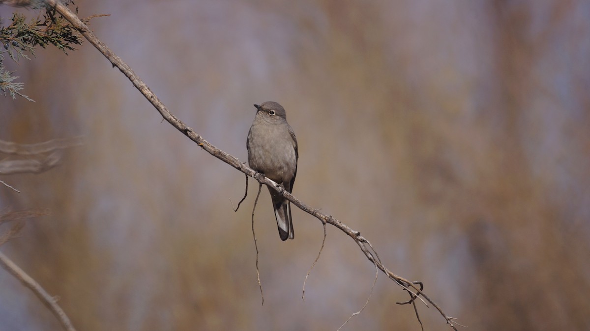 Townsend's Solitaire - ML503633171