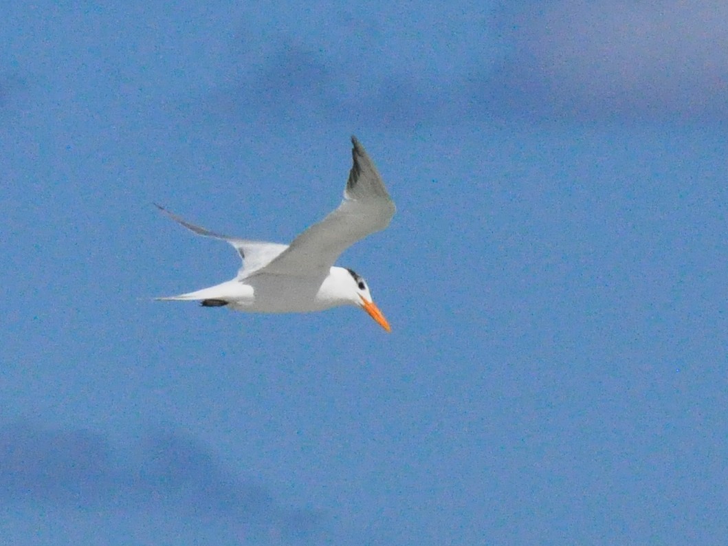 Royal Tern - nancy boutin