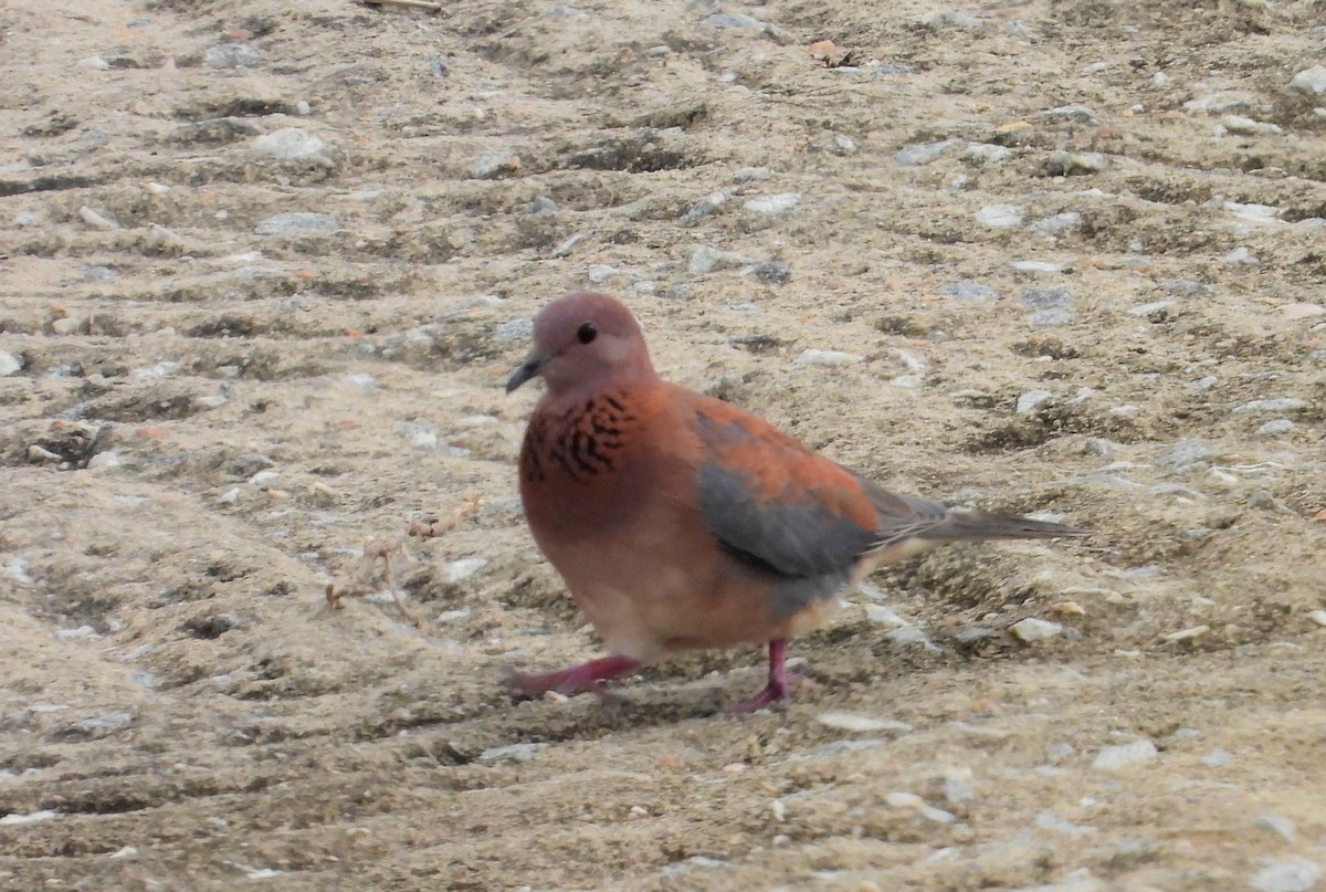Laughing Dove - ML503639111