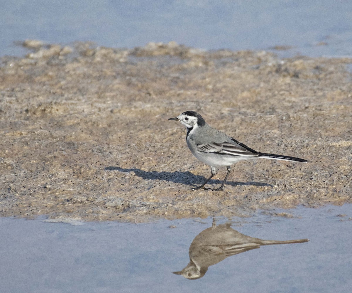 White Wagtail (White-faced) - ML503639611
