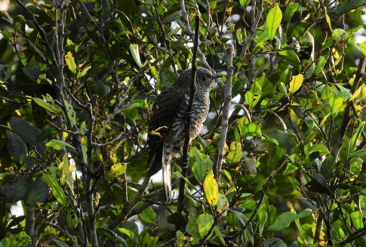 African Emerald Cuckoo - ML503639741