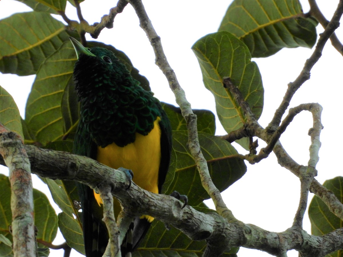 African Emerald Cuckoo - ML503640151