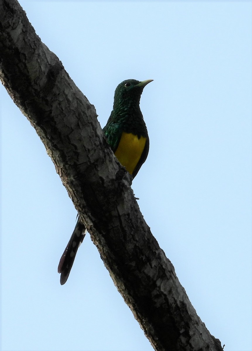 African Emerald Cuckoo - ML503640171