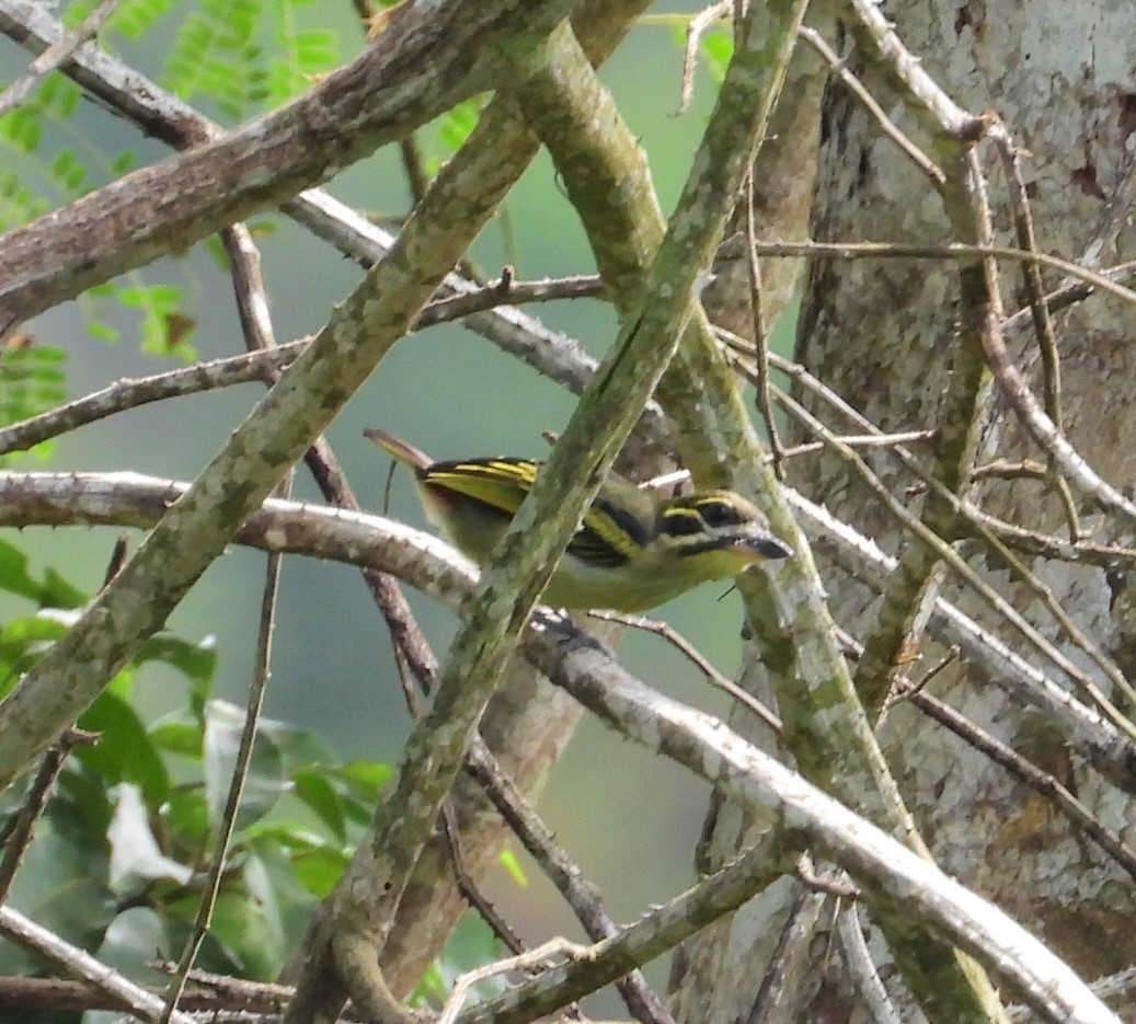 Yellow-throated Tinkerbird - Ángel Vela