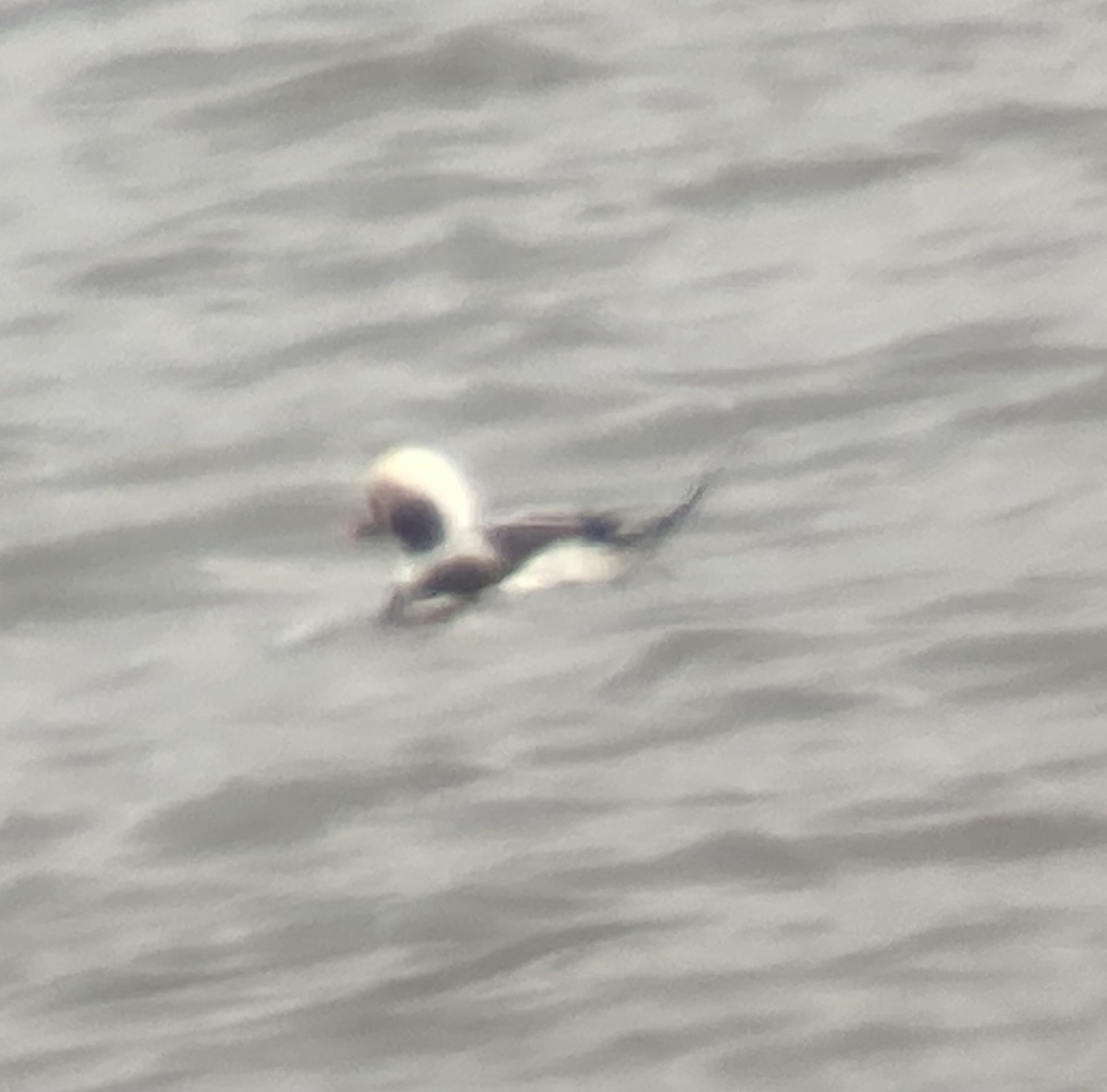 Long-tailed Duck - ML503642951