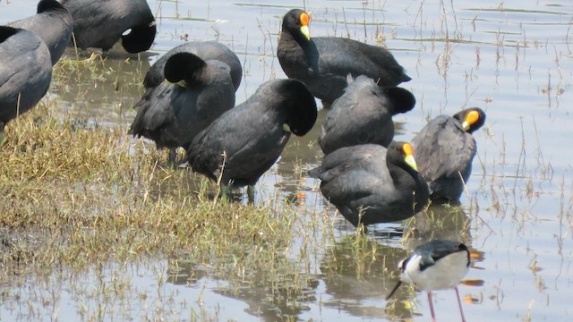 White-winged Coot - ML503644521