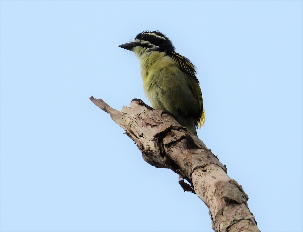 Yellow-rumped Tinkerbird - Ángel Vela