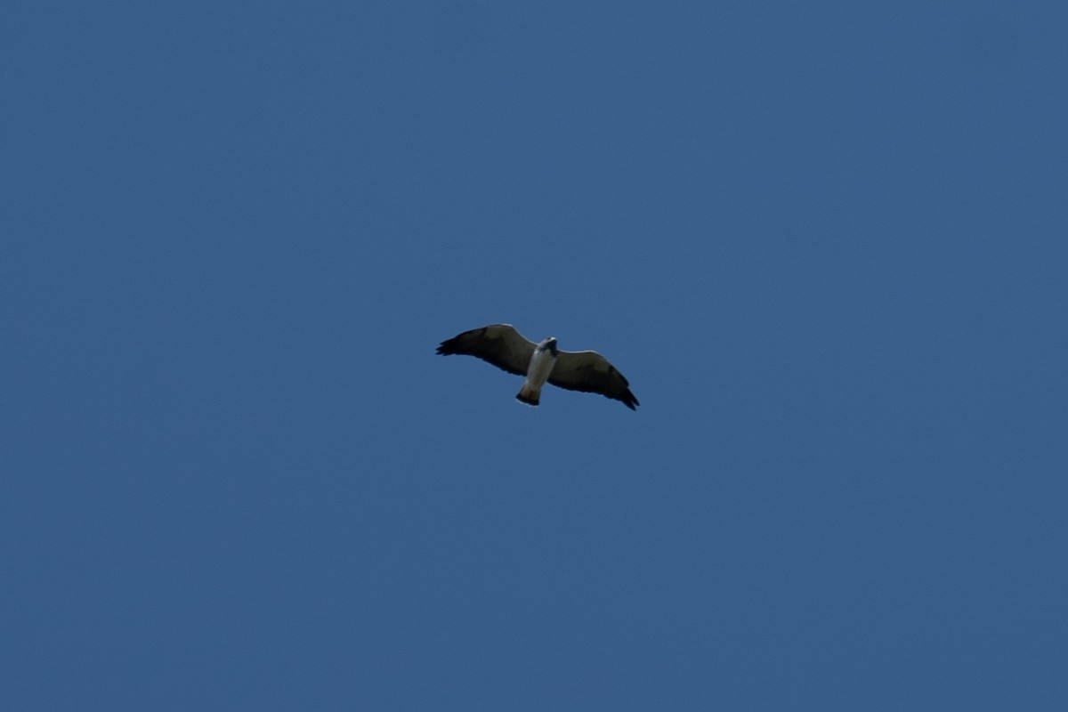 White-tailed Hawk - ML503647241