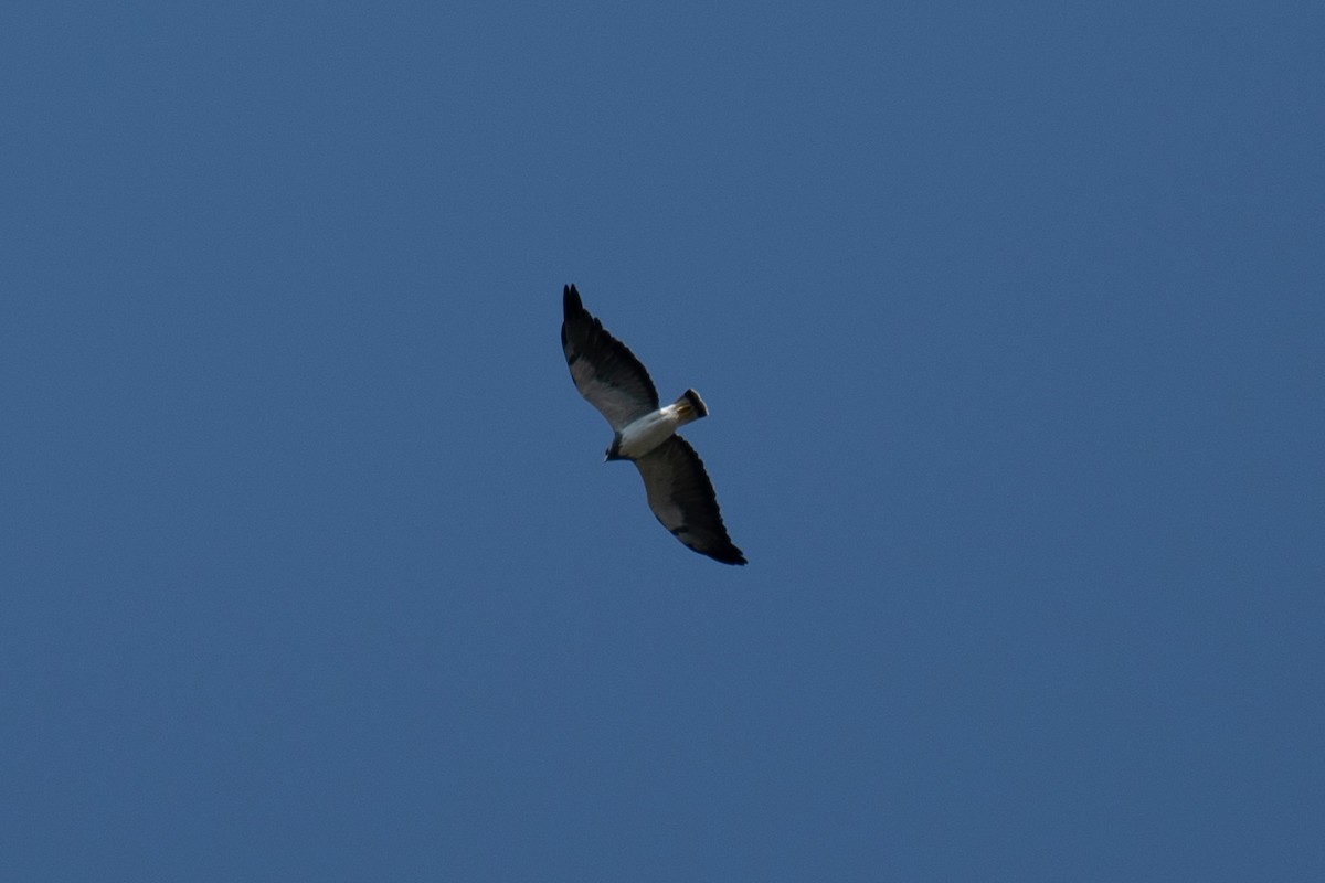 White-tailed Hawk - ML503647251
