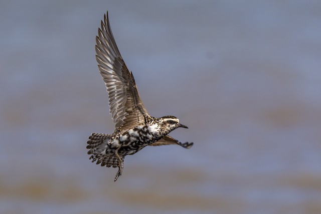 American Golden-Plover. - American Golden-Plover - 