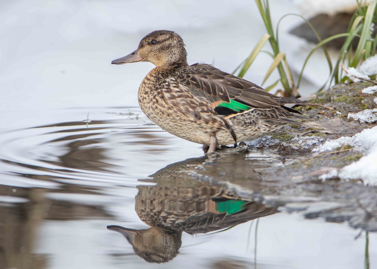 Green-winged Teal - ML503649561