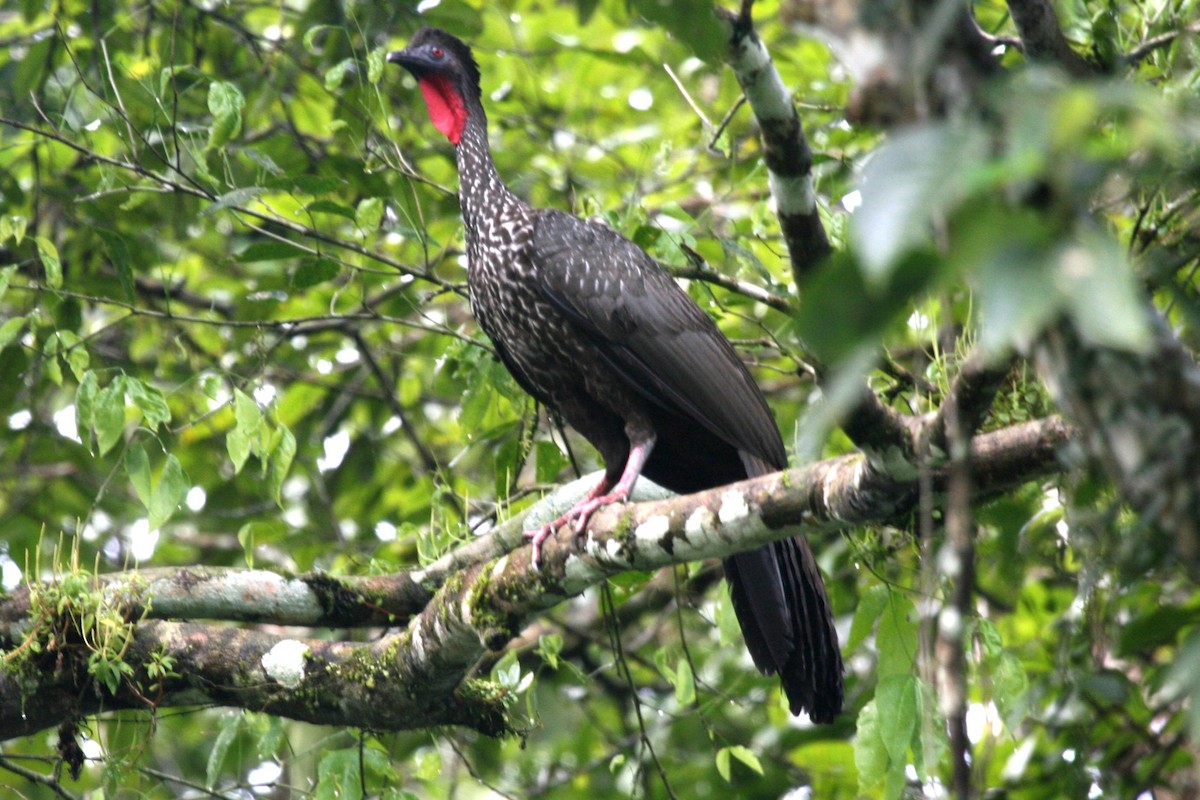 Crested Guan - ML503651771