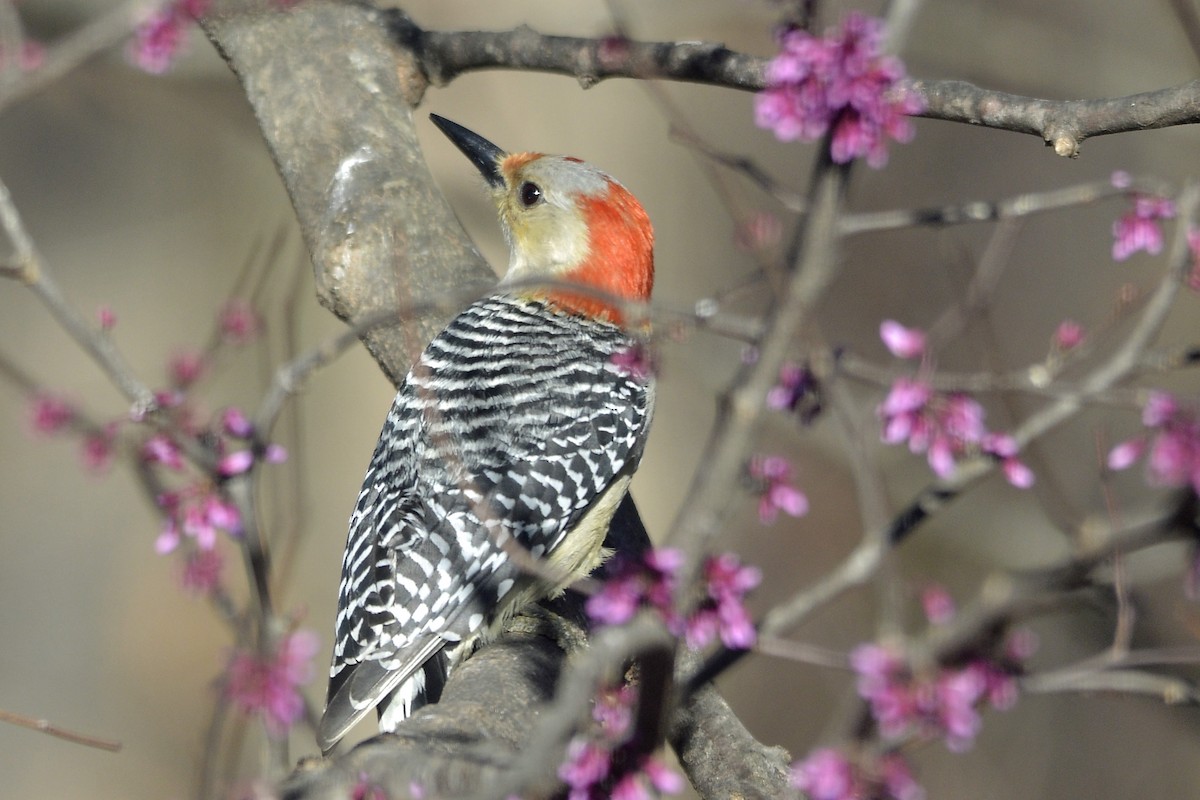 Red-bellied Woodpecker - Vern Faber