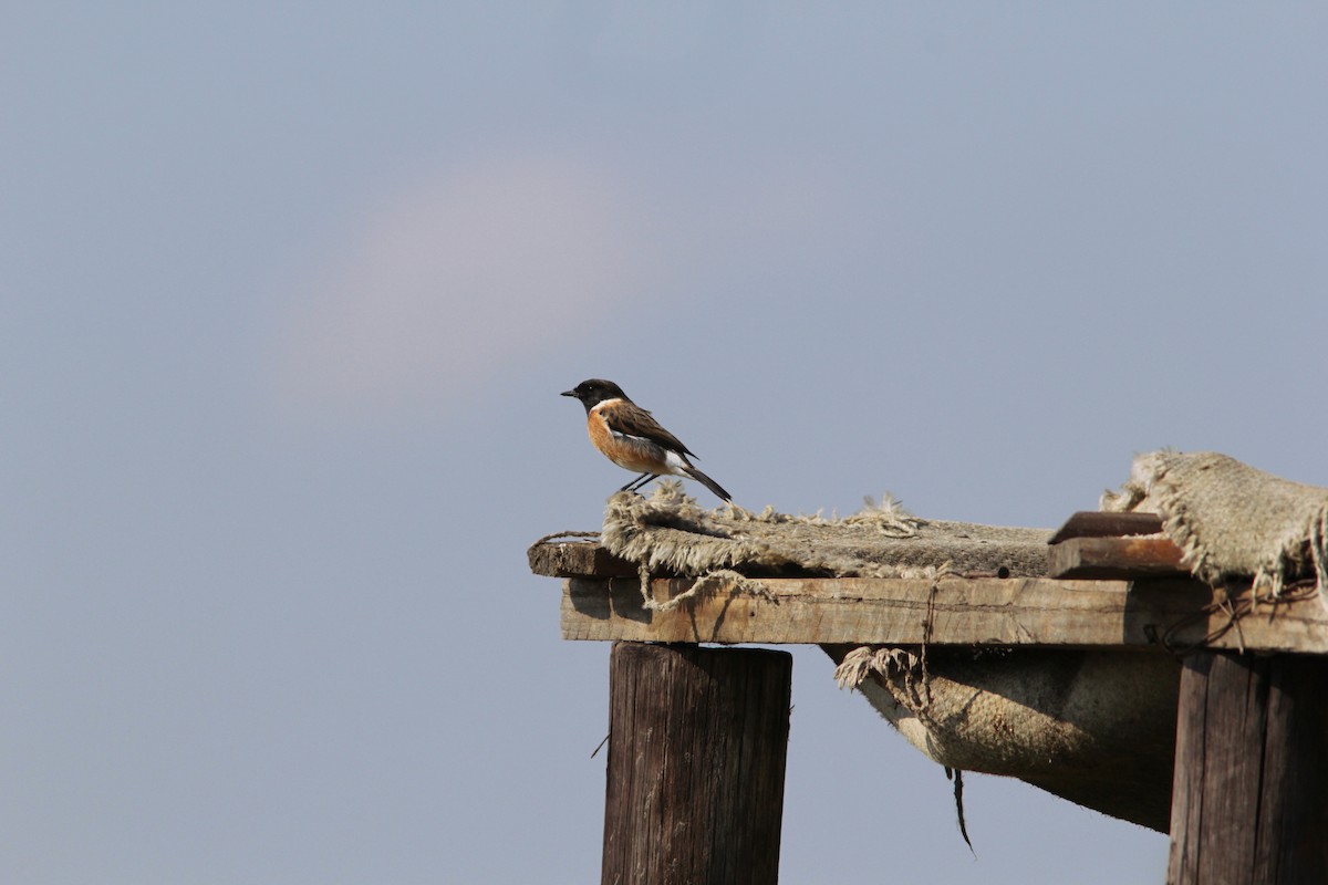 African Stonechat - ML503652441