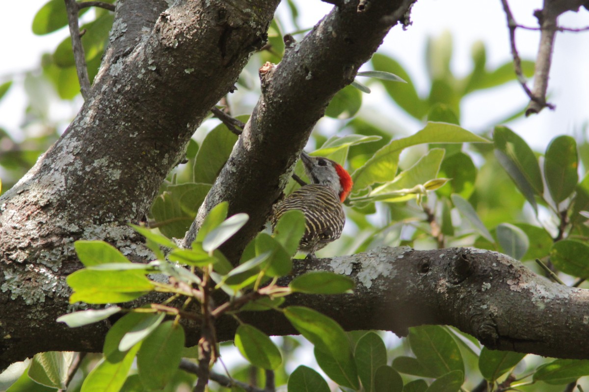 Cardinal Woodpecker - ML503652611