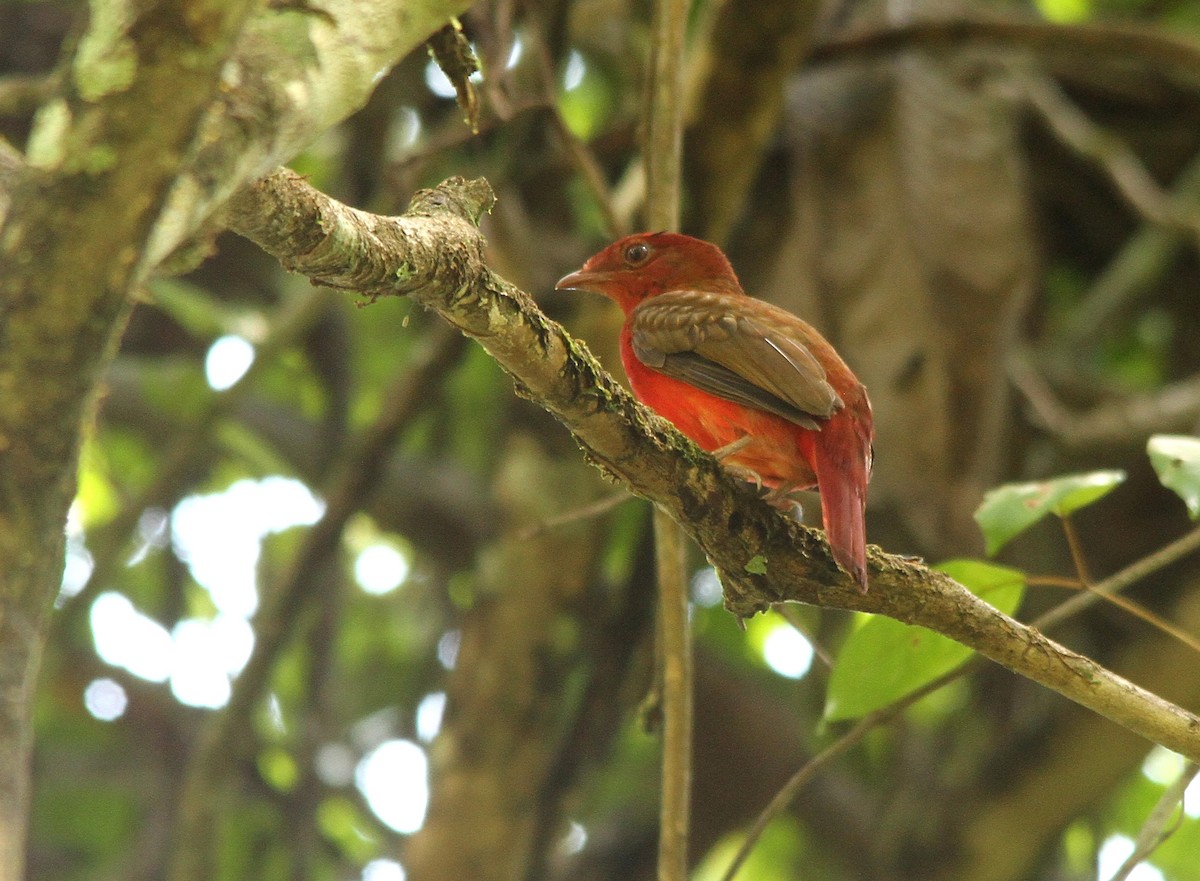 Guianan Red-Cotinga - ML503656181