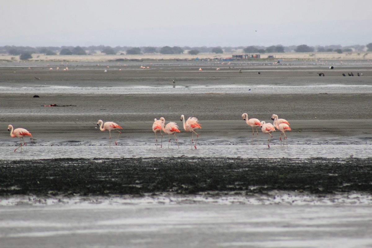 Chilean Flamingo - ML503662121