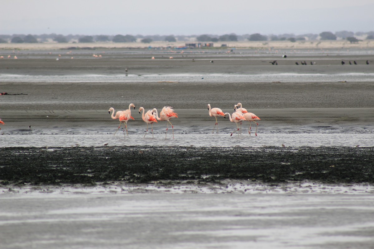 Chilean Flamingo - ML503662131