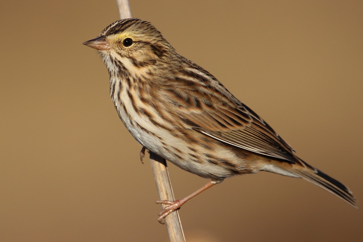 Savannah Sparrow - Sean Cowden