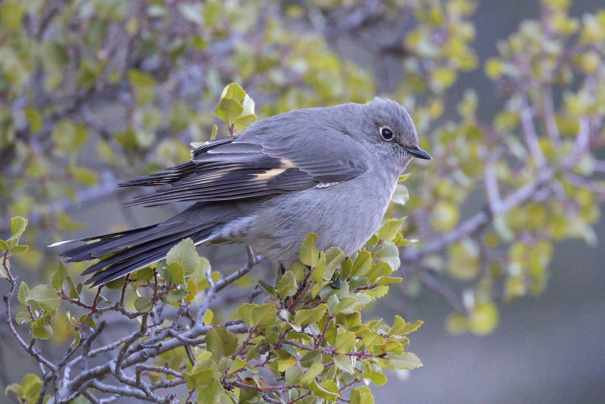 Townsend's Solitaire - ML503674981