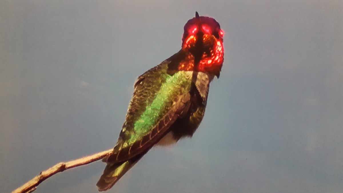Anna's Hummingbird - ML50367521