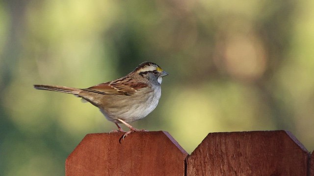 White-throated Sparrow - ML503675241