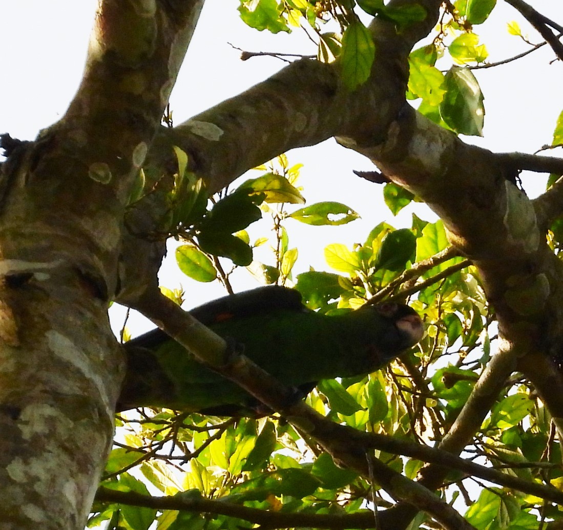 Red-fronted Parrot - ML503680181