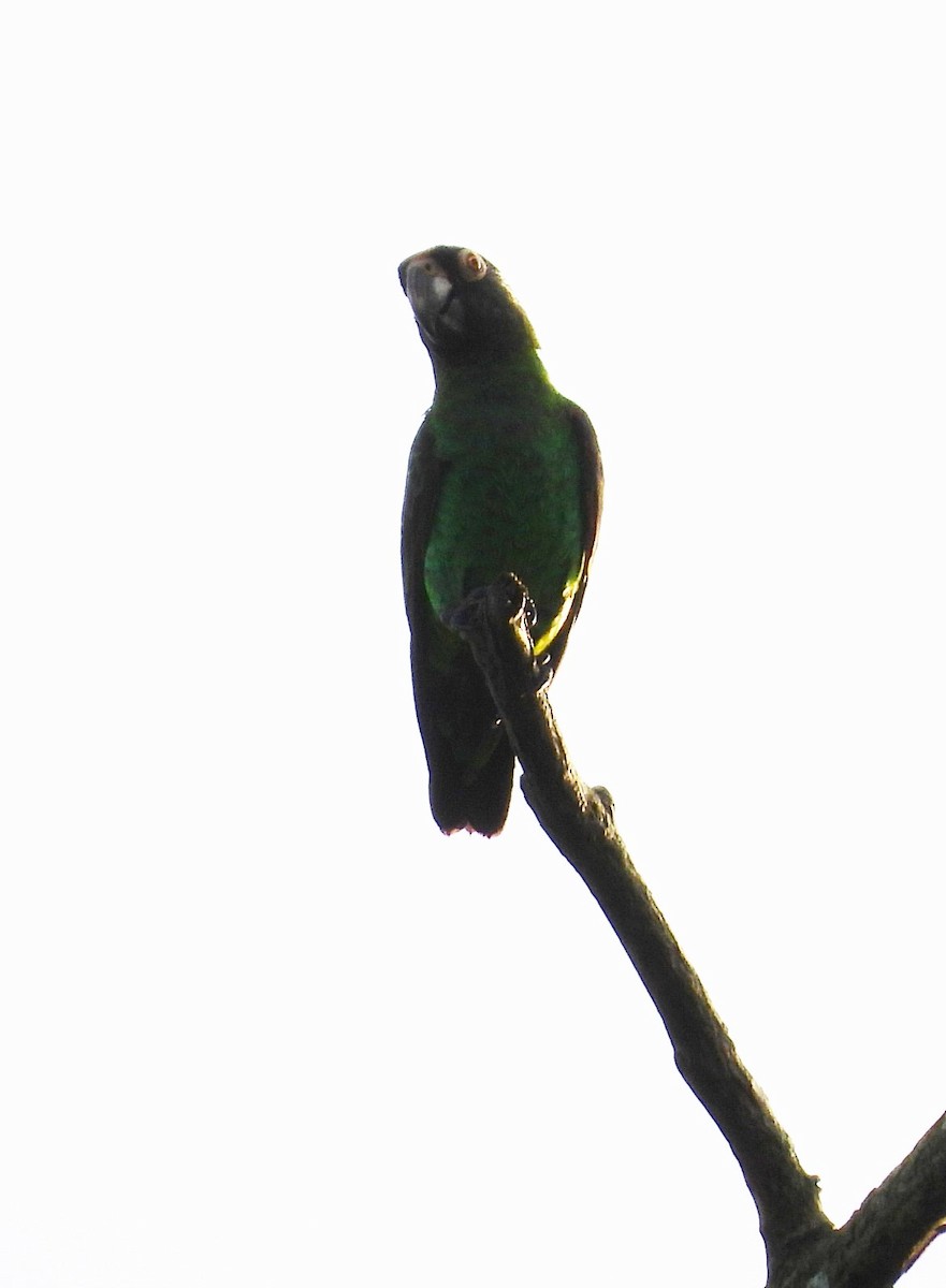Red-fronted Parrot - ML503680191
