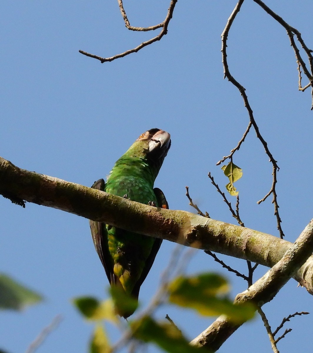 Red-fronted Parrot - ML503680201