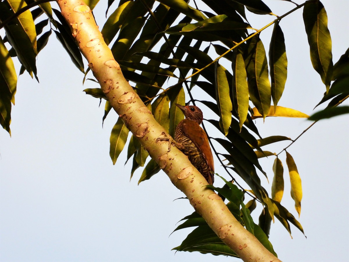 Green-backed Woodpecker (Little Green) - ML503683381