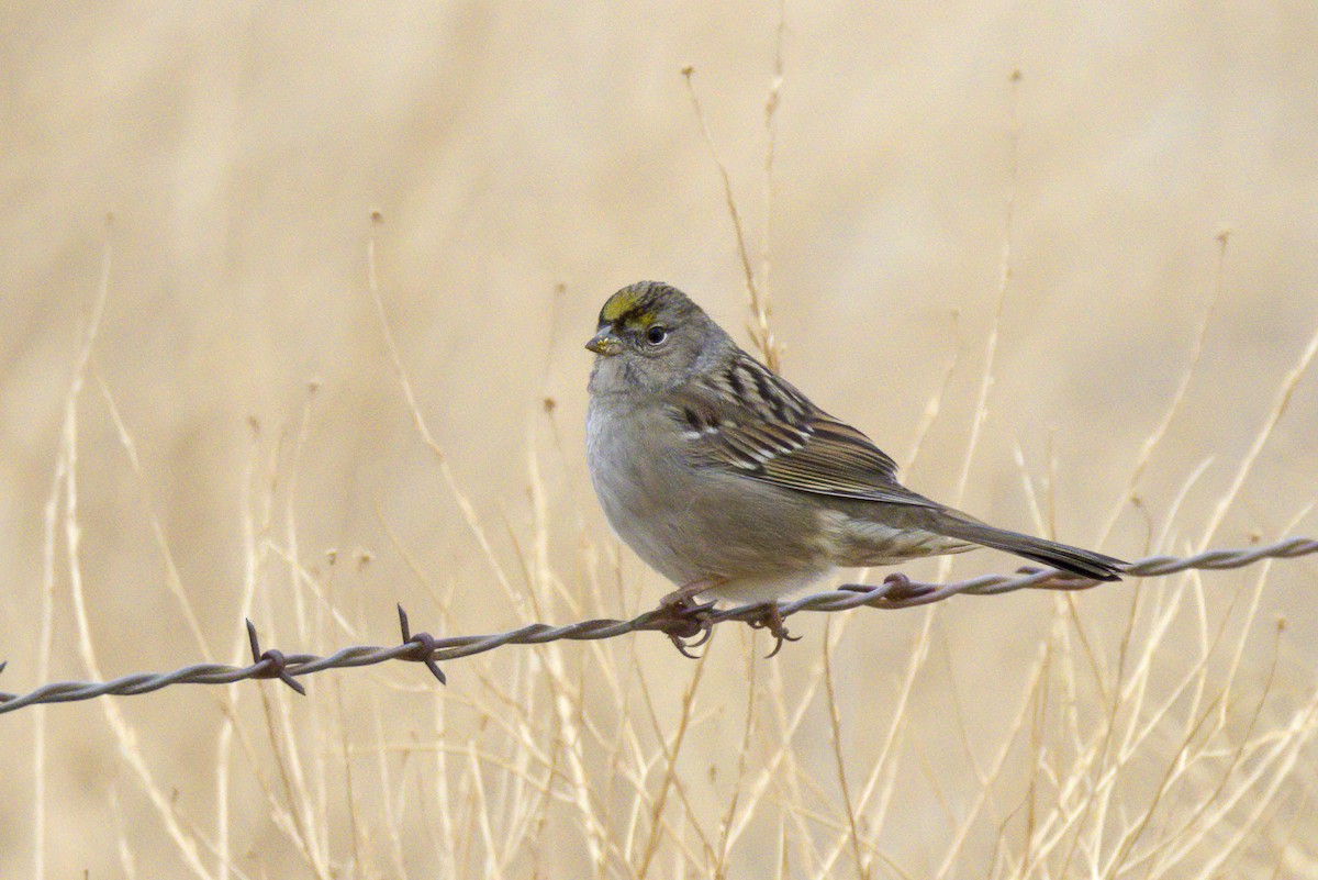 Golden-crowned Sparrow - ML503684911