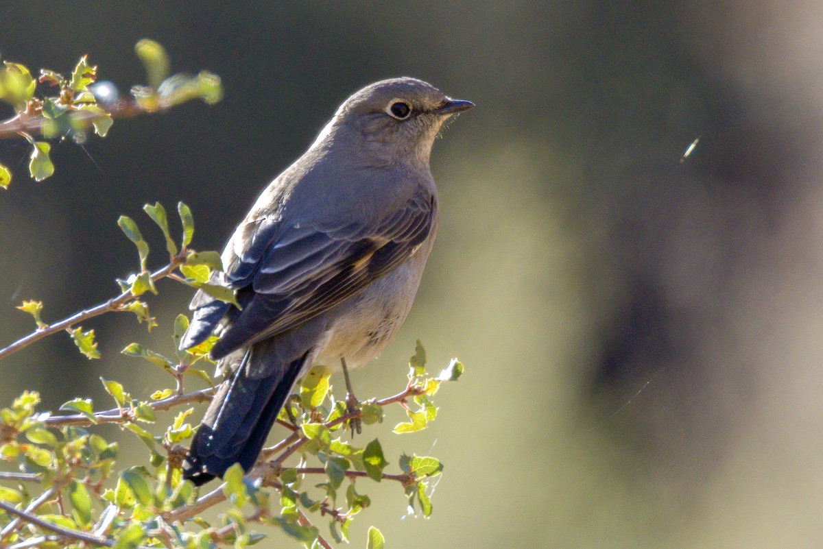 Townsend's Solitaire - ML503695691