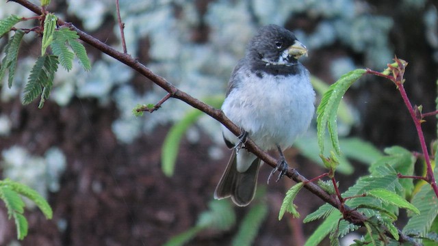 Double-collared Seedeater - ML503695891