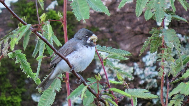 Double-collared Seedeater - ML503697521