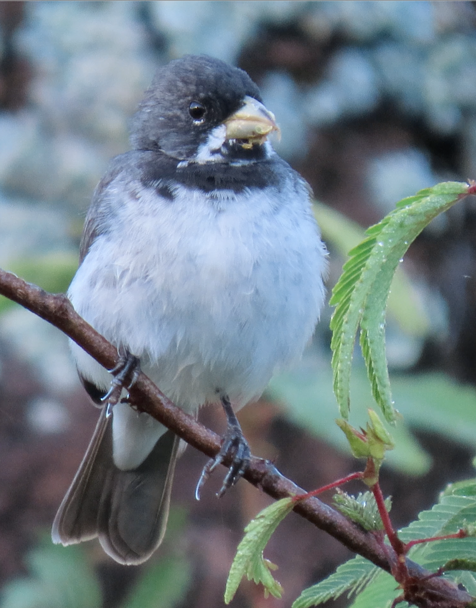 Double-collared Seedeater - ML503697661