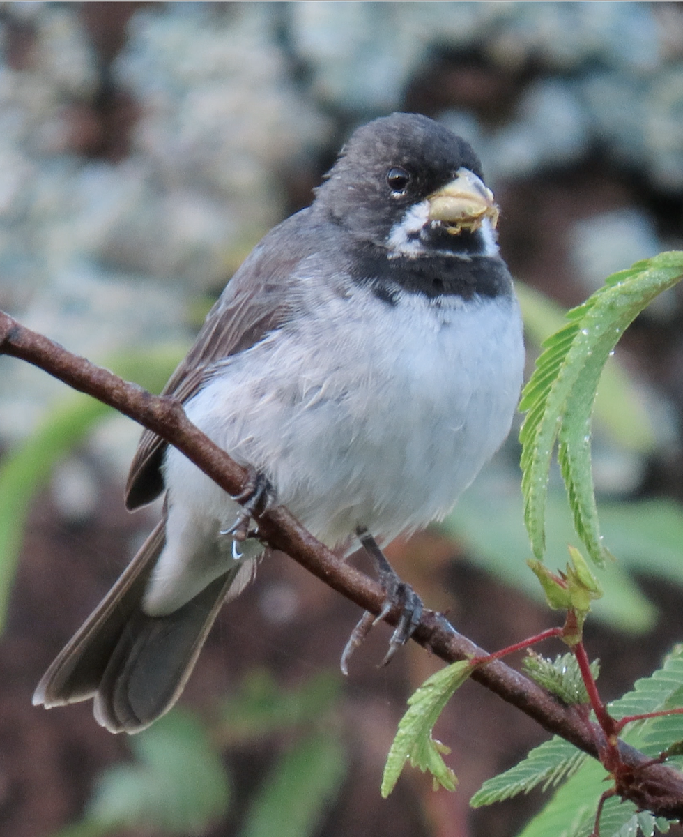 Double-collared Seedeater - ML503697691