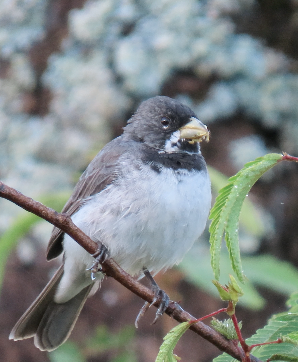 Double-collared Seedeater - ML503697701