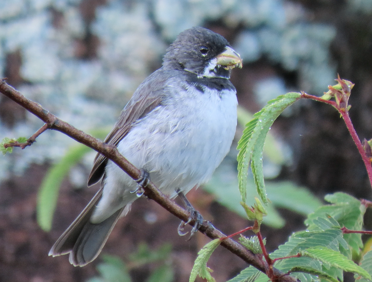 Double-collared Seedeater - ML503697711
