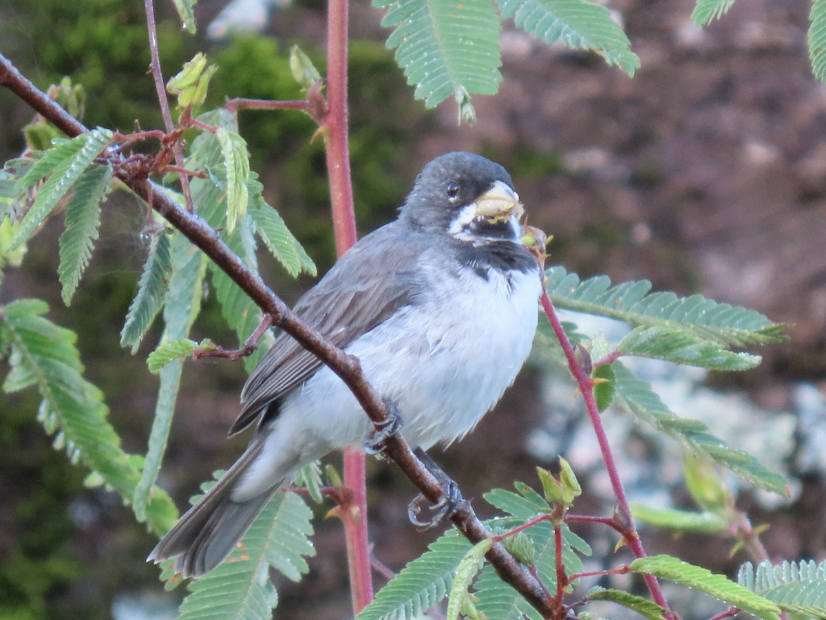 Double-collared Seedeater - ML503697781