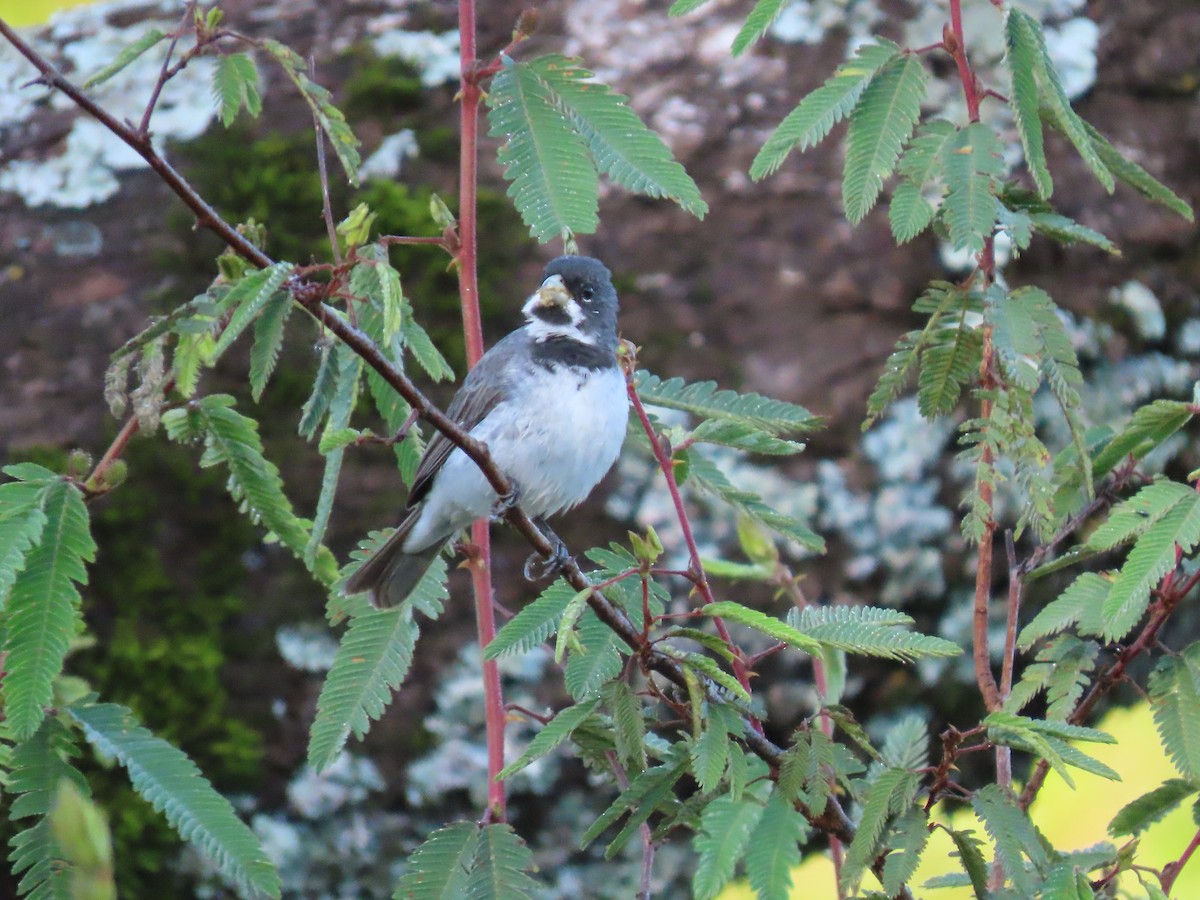 Double-collared Seedeater - ML503697851