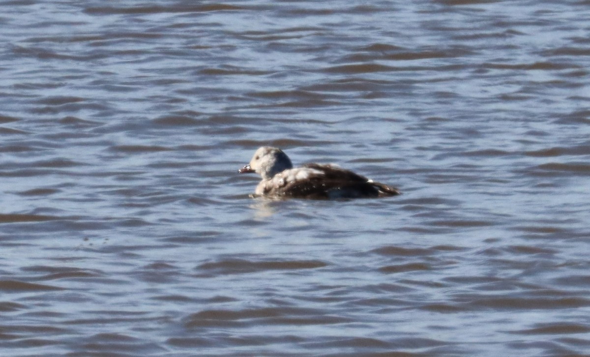 Long-tailed Duck - ML503700331