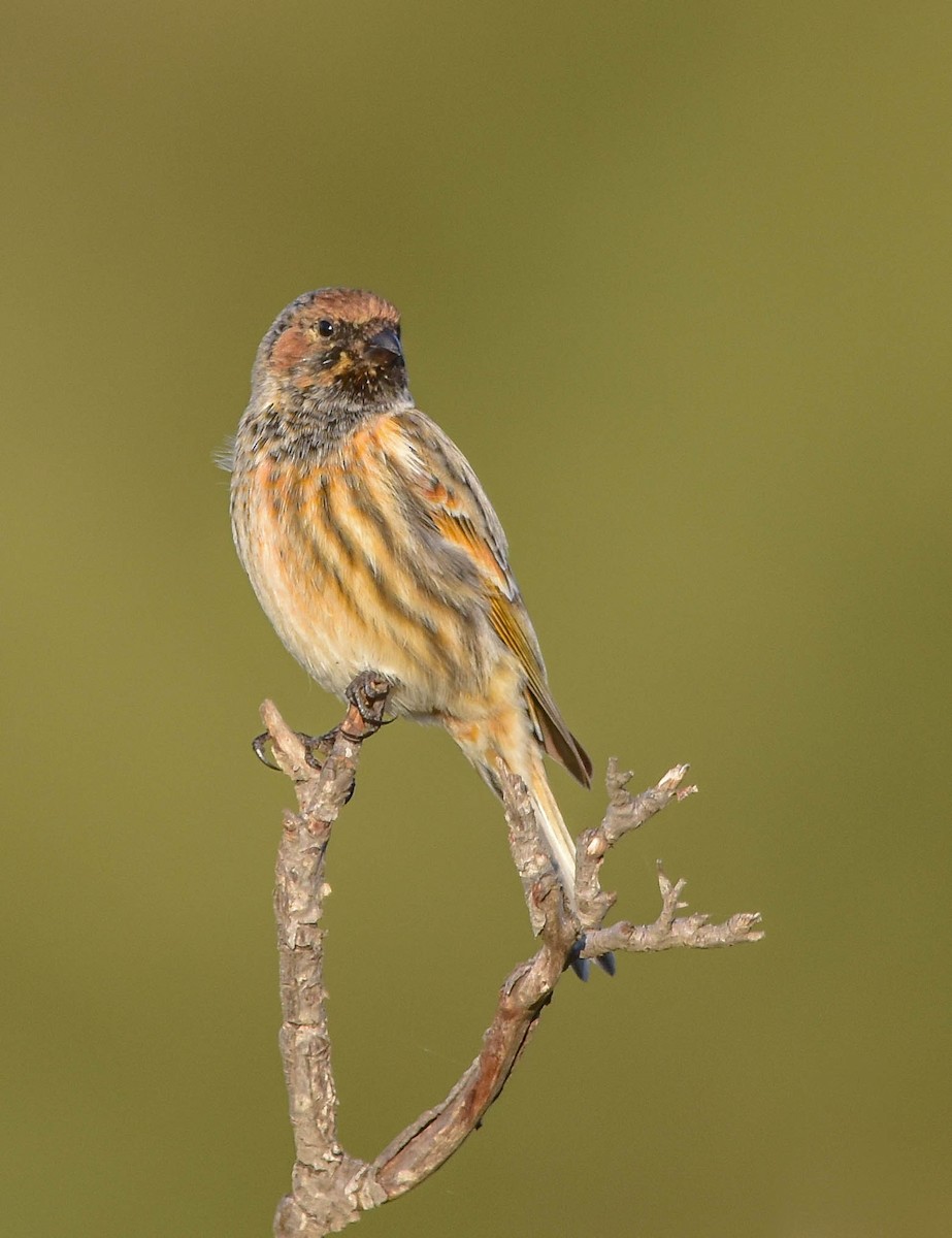 Fire-fronted Serin - ML503703081